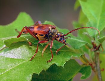 Les insectes, super-héros en minuscule