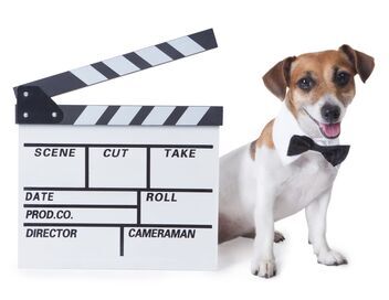 Le grand bêtisier des animaux