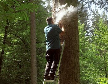 Les maîtres des abeilles