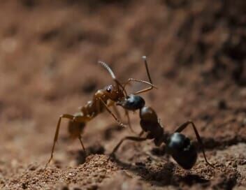 Le royaume des fourmis