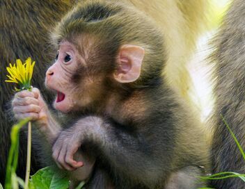 Des singes en hiver : les macaques japonais