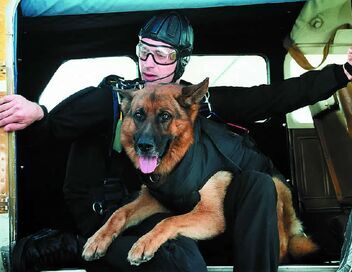 Rex, chien flic
