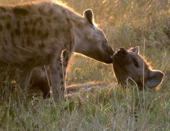 Les réseaux sociaux des animaux