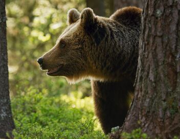 Une planète, sept mondes sauvages