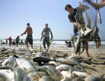 Brésil, une vie de pêcheurs