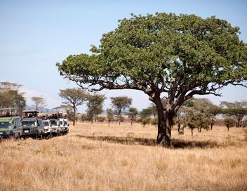 Serengeti
