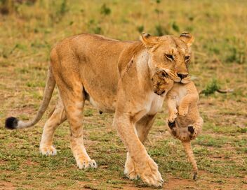 Quand les hyènes défient les lions