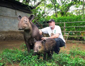 Le tapir, jardinier des forêts tropicales