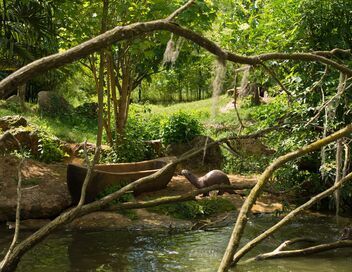 Zoo : le défi de demain