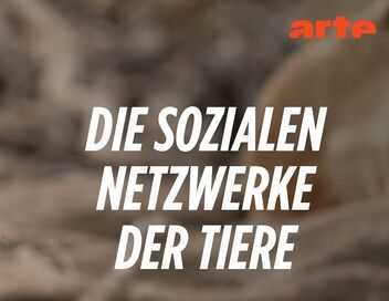 Les réseaux sociaux des animaux