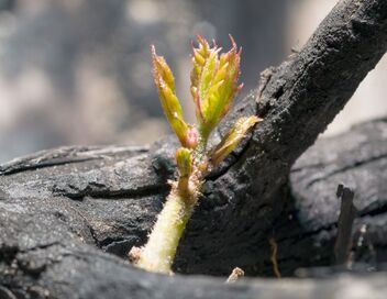 Une forêt renaît de ses cendres