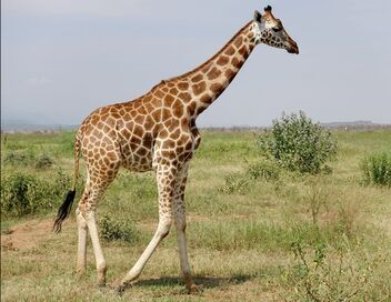 Kenya, des girafes pour la paix