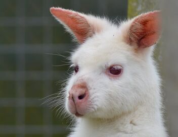 Au coeur du zoo le plus beau du monde