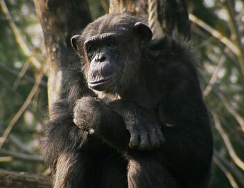 Une vie de chimp'