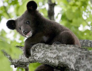 Le pays de l'ours