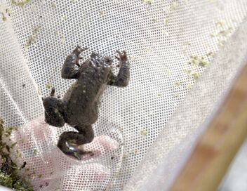 Estonie, au secours des grenouilles