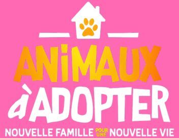 Animaux à adopter