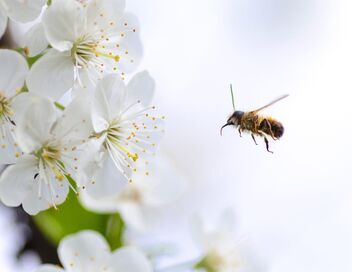 Les abeilles, sentinelles de la planète