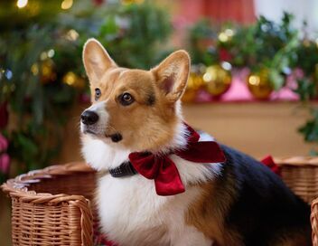 Un cadeau royal pour Noël