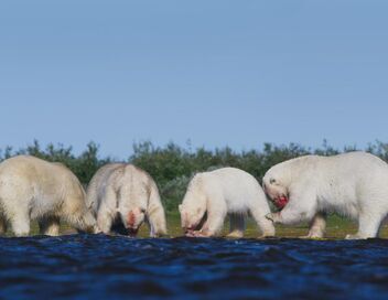 Une planète, sept mondes sauvages