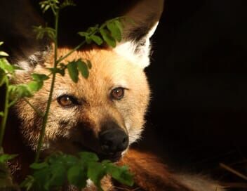 100 jours avec les animaux du zoo