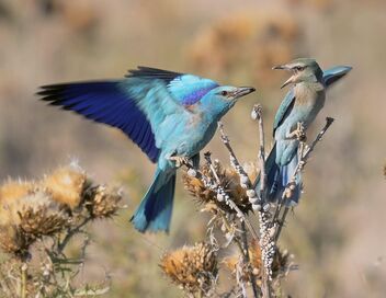 L'oiseau bleu : la vie secrète du rollier d'Europe