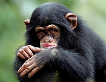Le regard du singe