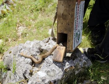 En Croatie, attention aux serpents !
