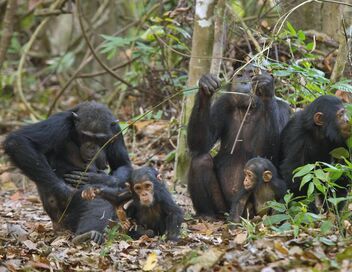Le lac Tanganyika, la source de vie de l'Afrique