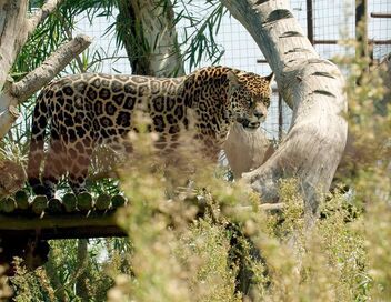 Argentine : le retour du jaguar