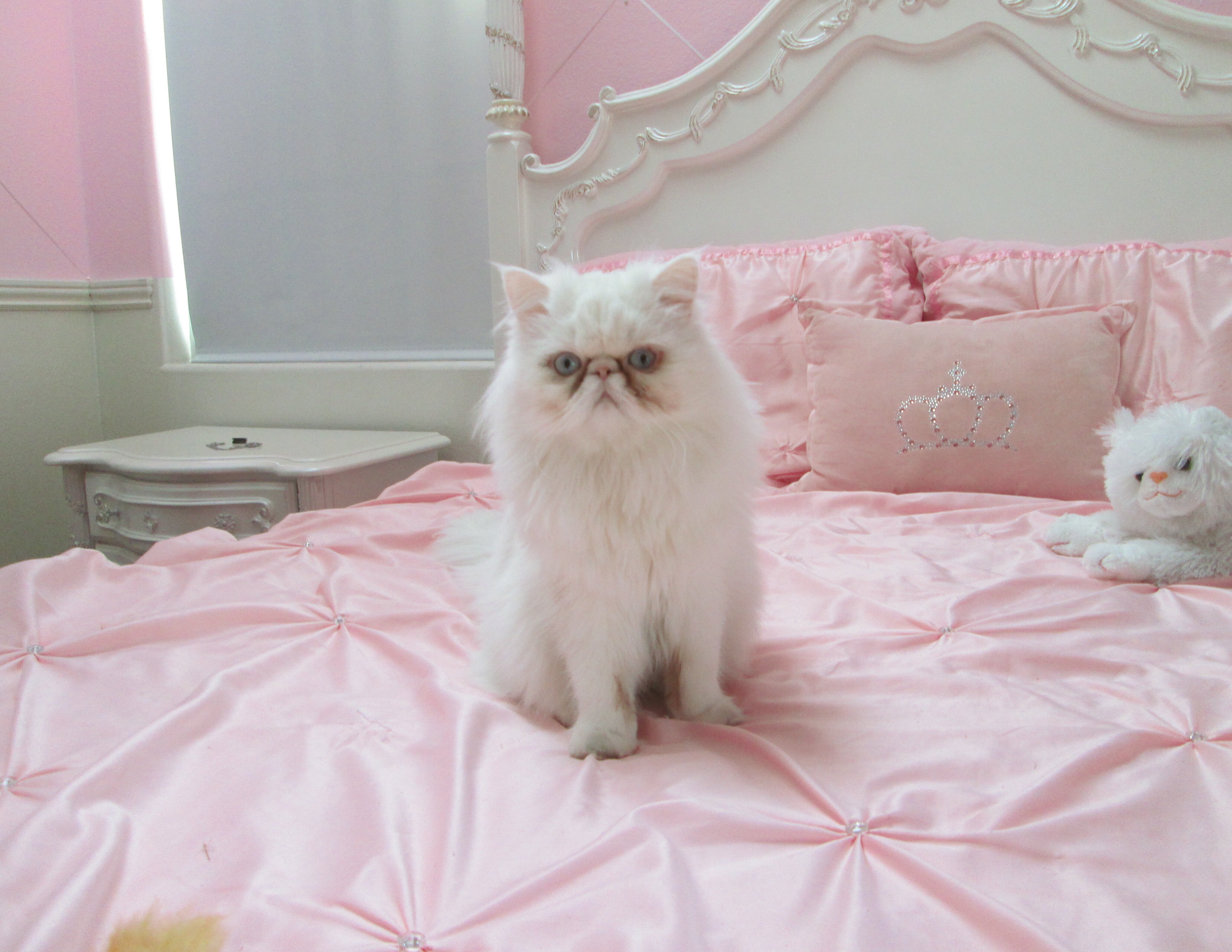 Hell's Cat : mon chat est un cauchemar