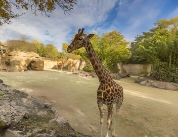 Zoo : le défi de demain