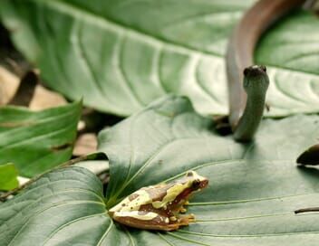 La forêt tropicale sèche du Costa Rica