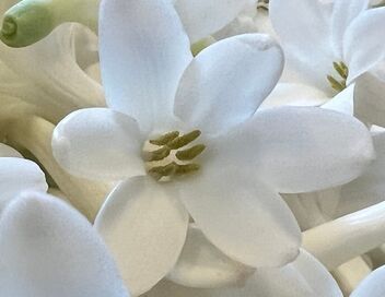 Fleurs à parfum, retour en Grasse