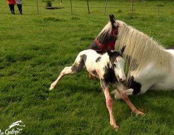 Au galop ! Une saison à cheval