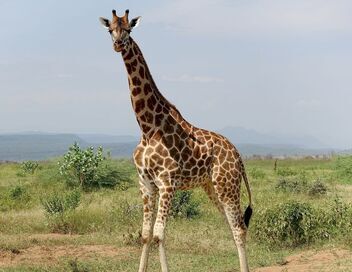 Kenya, des girafes pour la paix