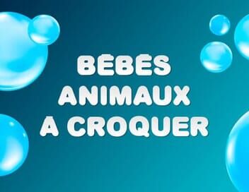 Bébés animaux à croquer