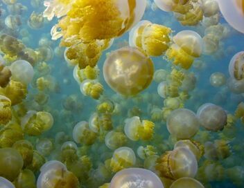 Méduses : Les souveraines des océans
