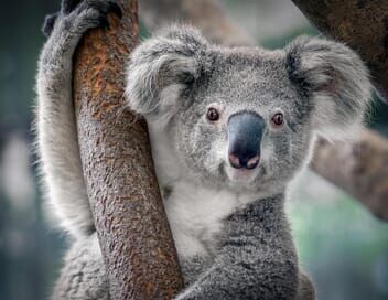 La magie de l'Australie