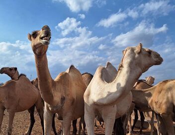 Kenya, le pari du lait de chamelle