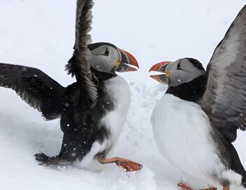 Au coeur de la Scandinavie