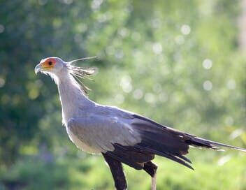 A la rencontre des rapaces