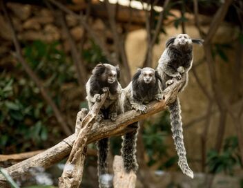 Tenerife : le refuge des amoureux des bêtes