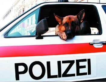 Rex, chien flic