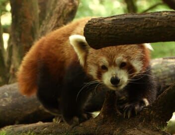 100 jours avec les animaux du zoo