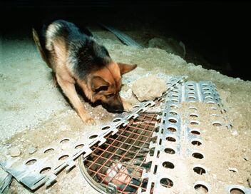 Rex, chien flic