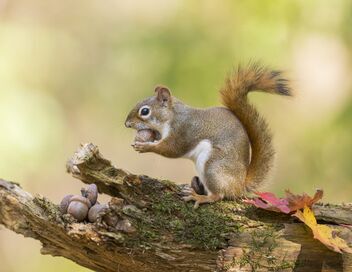 Le tour du monde des écureuils