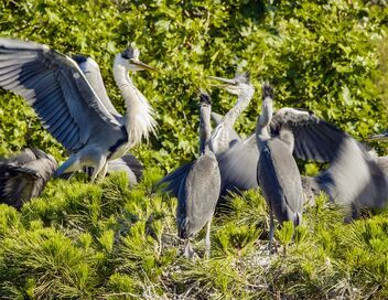 Des mains vertes pour la nature