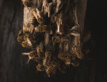 La vie secrète des abeilles