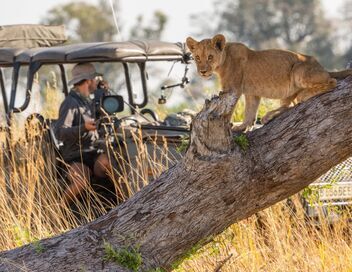 Sur la terre des grands félins